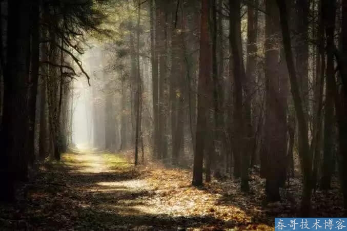 森林里有6条路，如果让你选，你走哪一条呢？