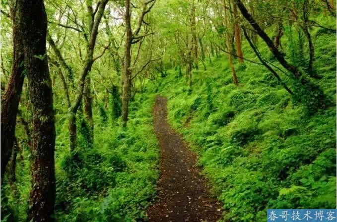 森林里有6条路，如果让你选，你走哪一条呢？